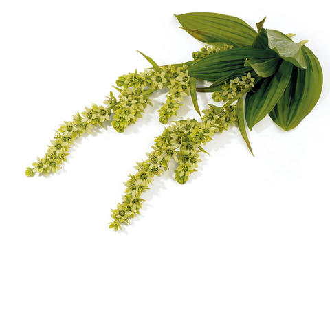 veratrum_album.jpg